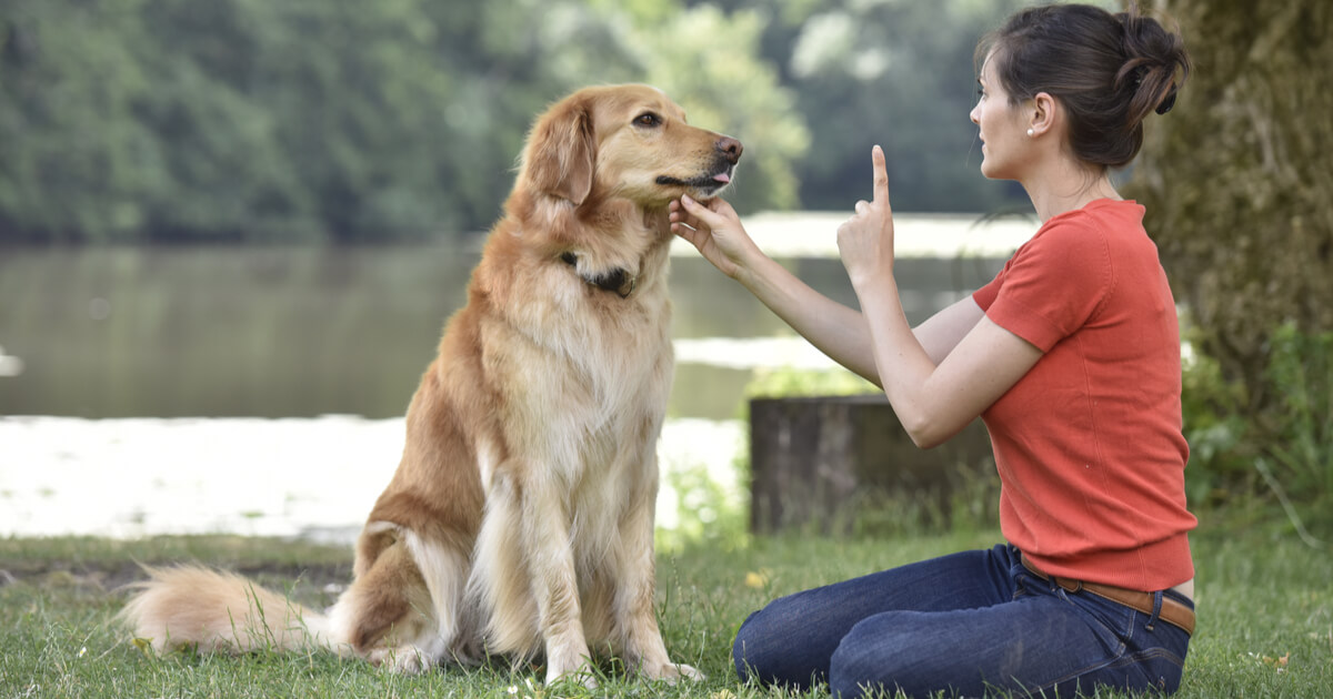 犬をしつける女性