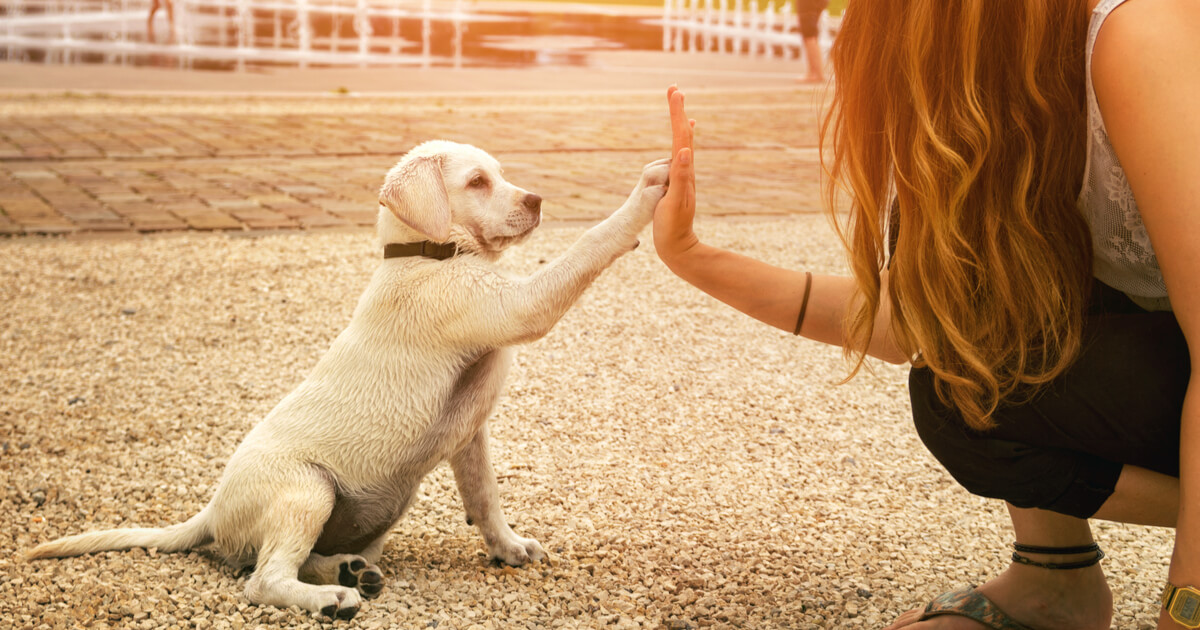 犬　飼い方　約束