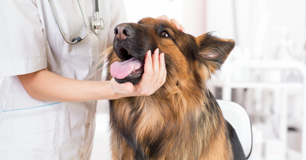 健康診断を受ける犬