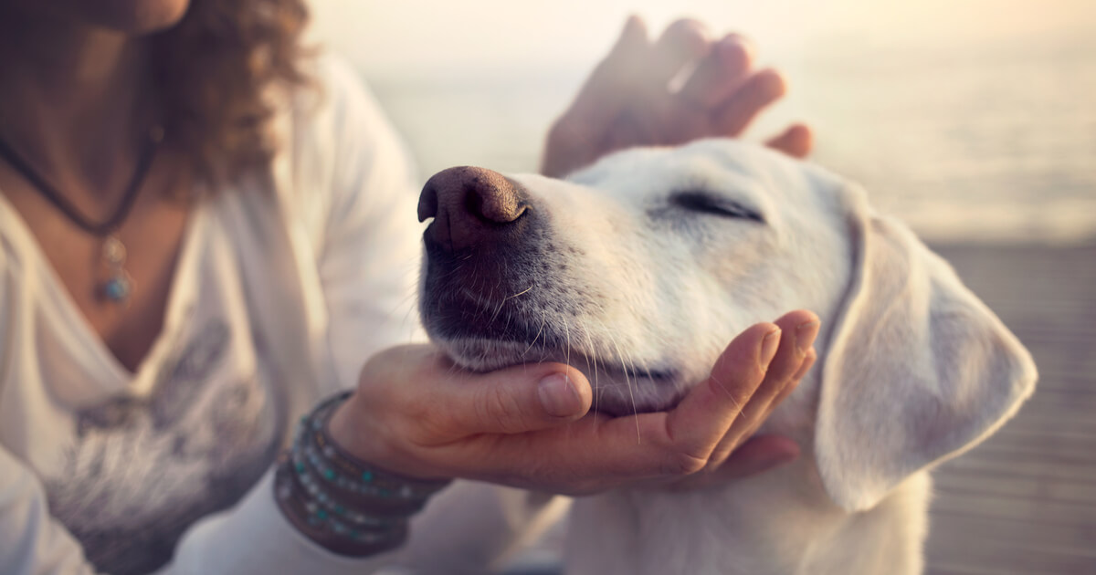 犬　ペット　好き