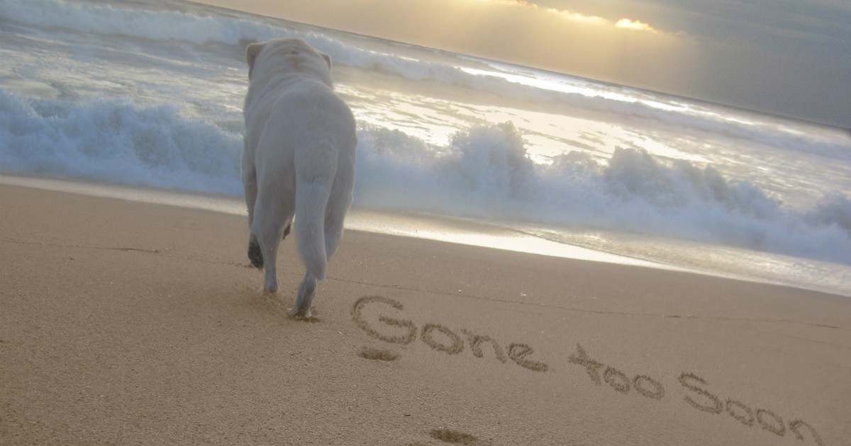 ペットロス 克服